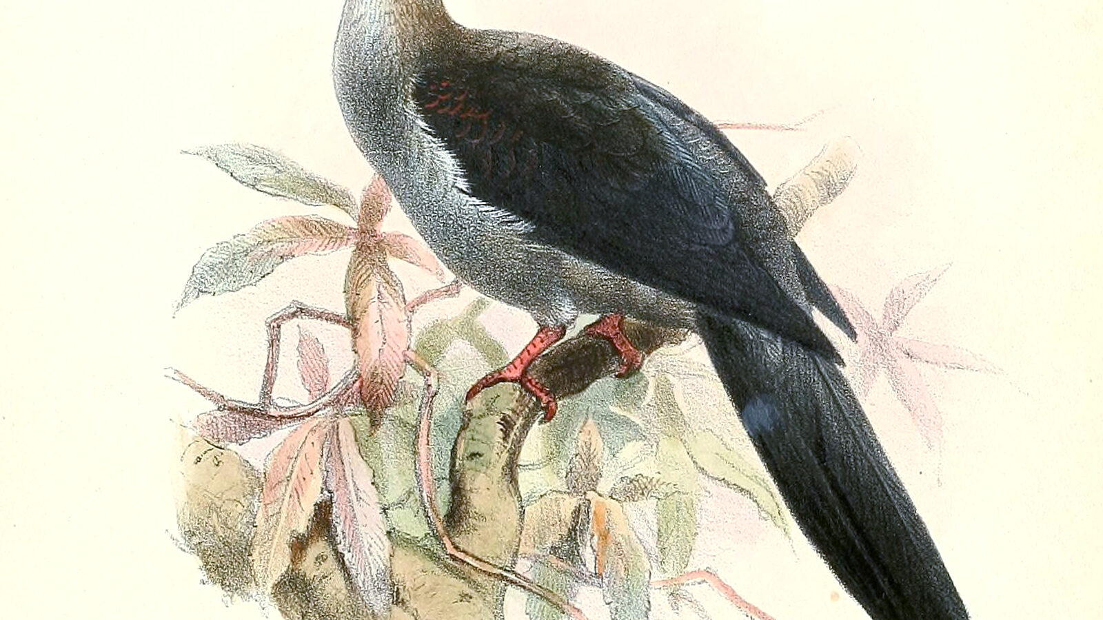 Crested Cuckoo-Dove