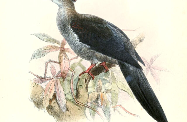 Crested Cuckoo-Dove