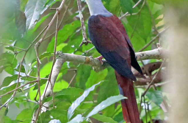 Great Cuckoo-Dove