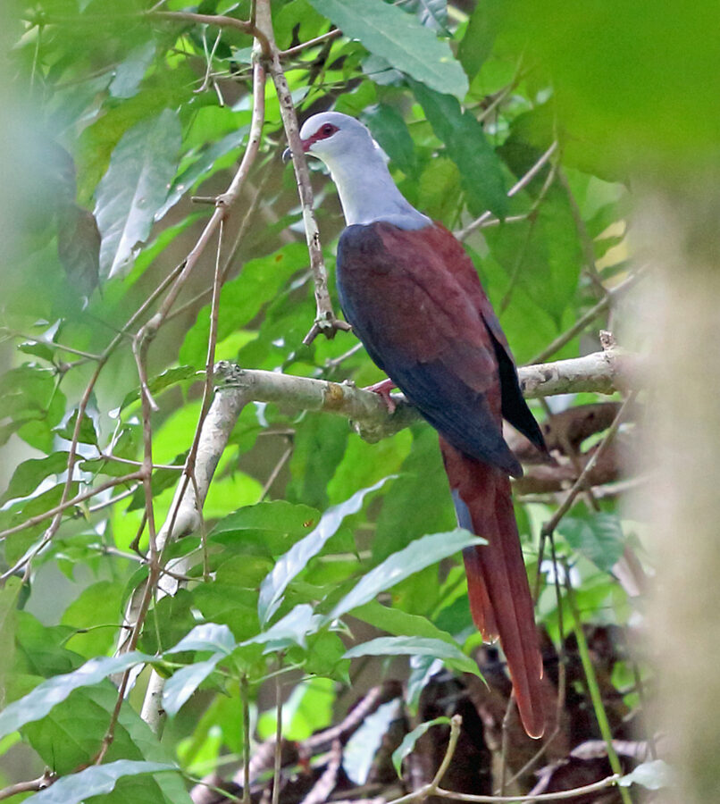 Great Cuckoo-Dove
