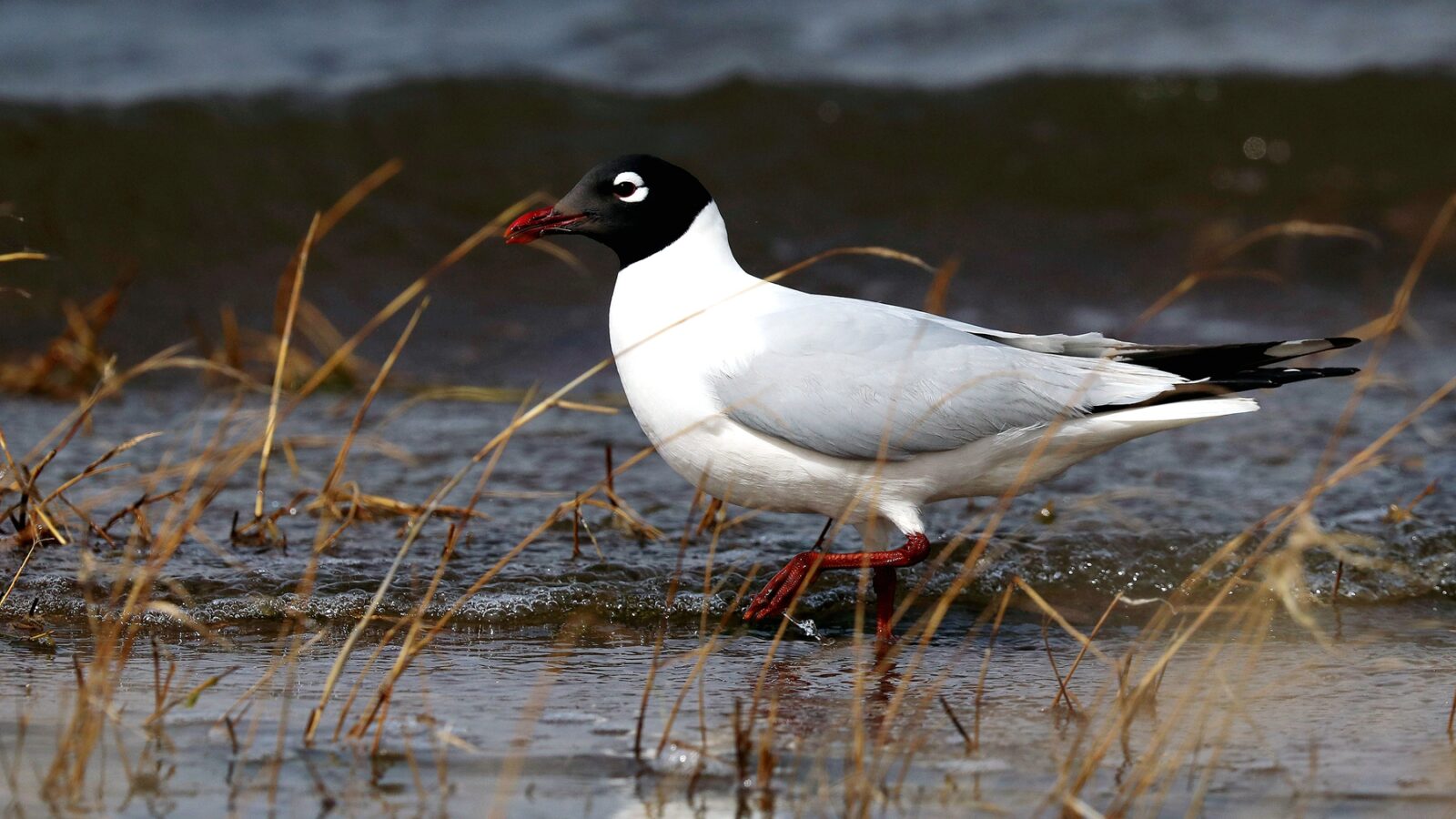 Relict Gull
