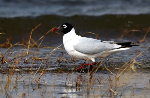 Relict Gull