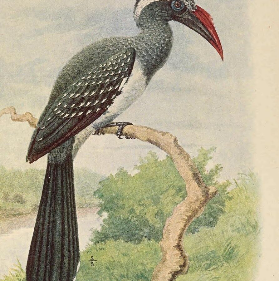 Western Dwarf Hornbill