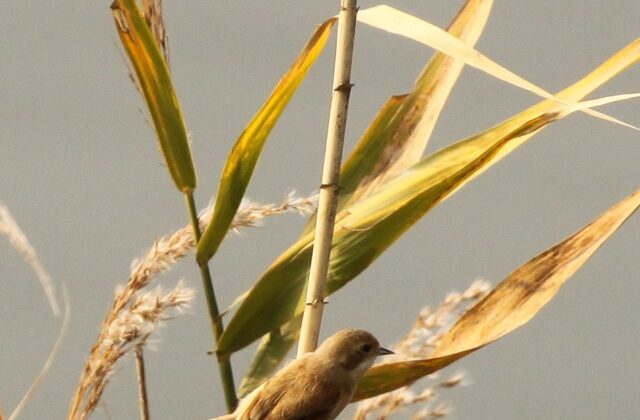 Chinese Penduline Tit