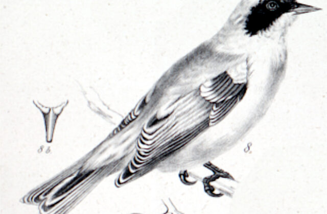 Black-headed Penduline Tit