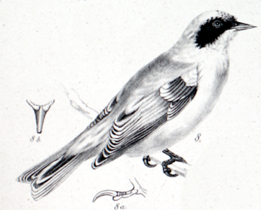 Black-headed Penduline Tit