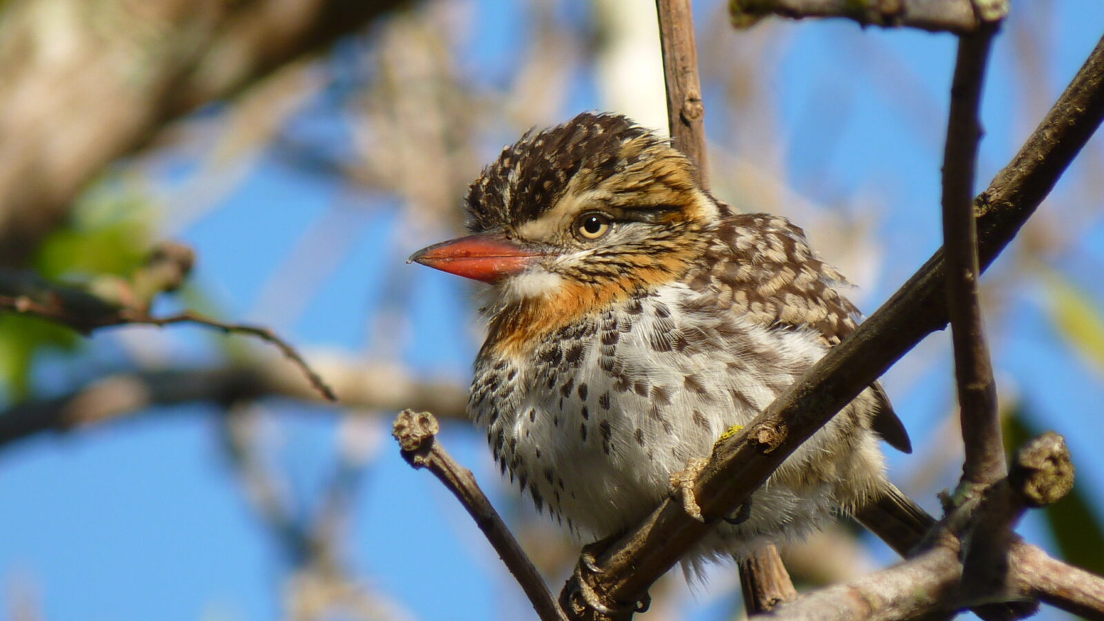 Spot-backed Puffbird
