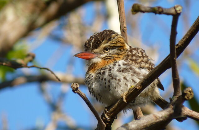 Spot-backed Puffbird