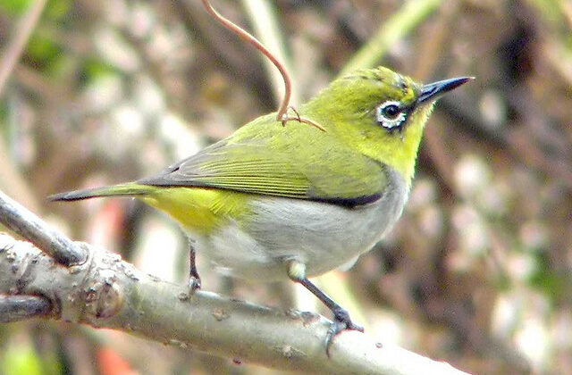 Swinhoe’s White-eye