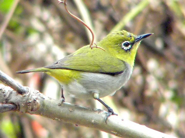 Swinhoe’s White-eye