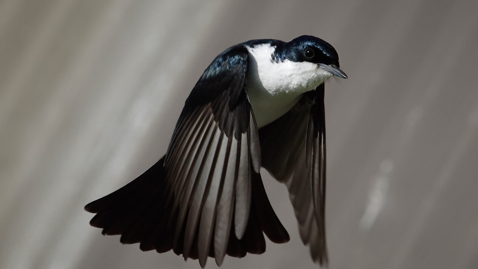 Restless Flycatcher