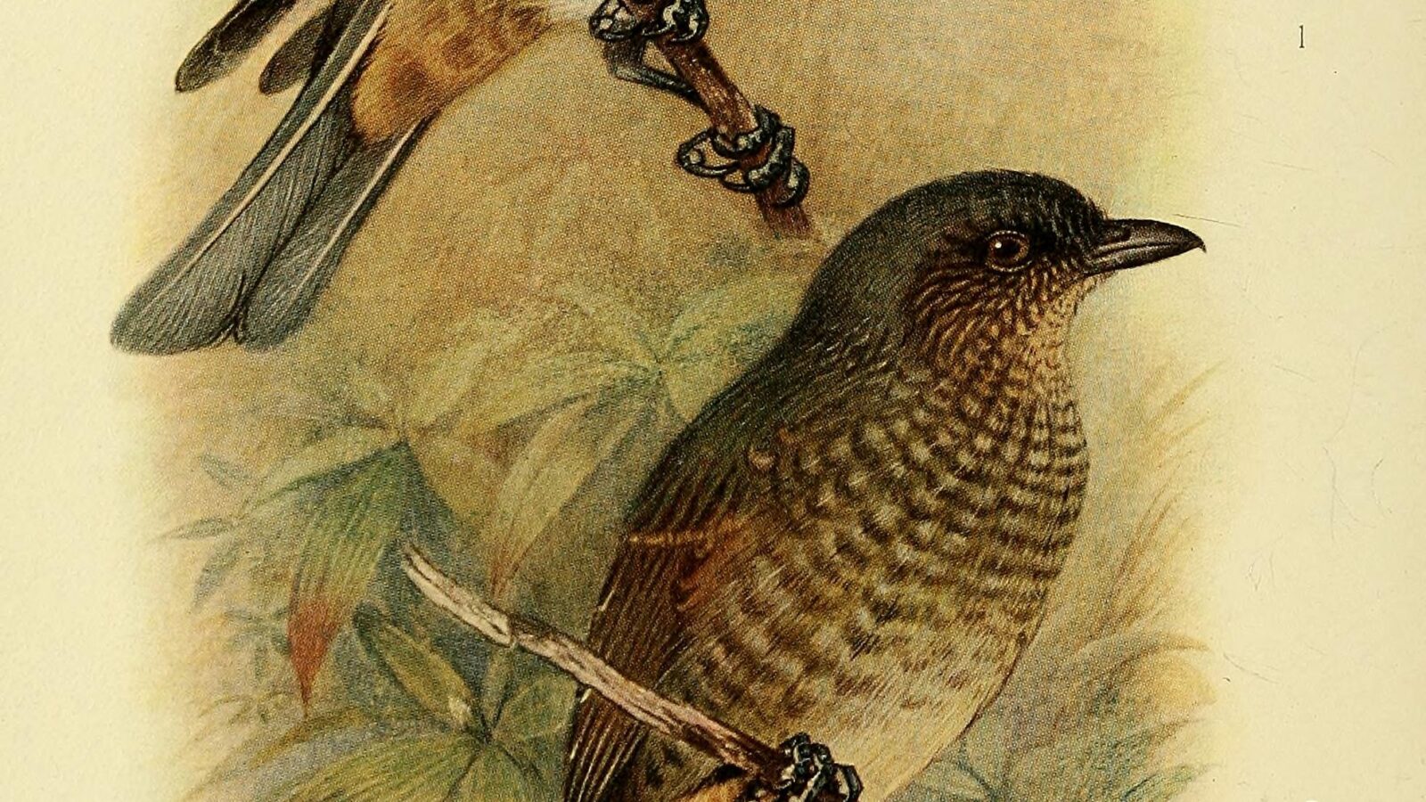 Mottled Berryhunter