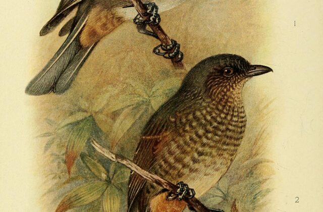 Mottled Berryhunter