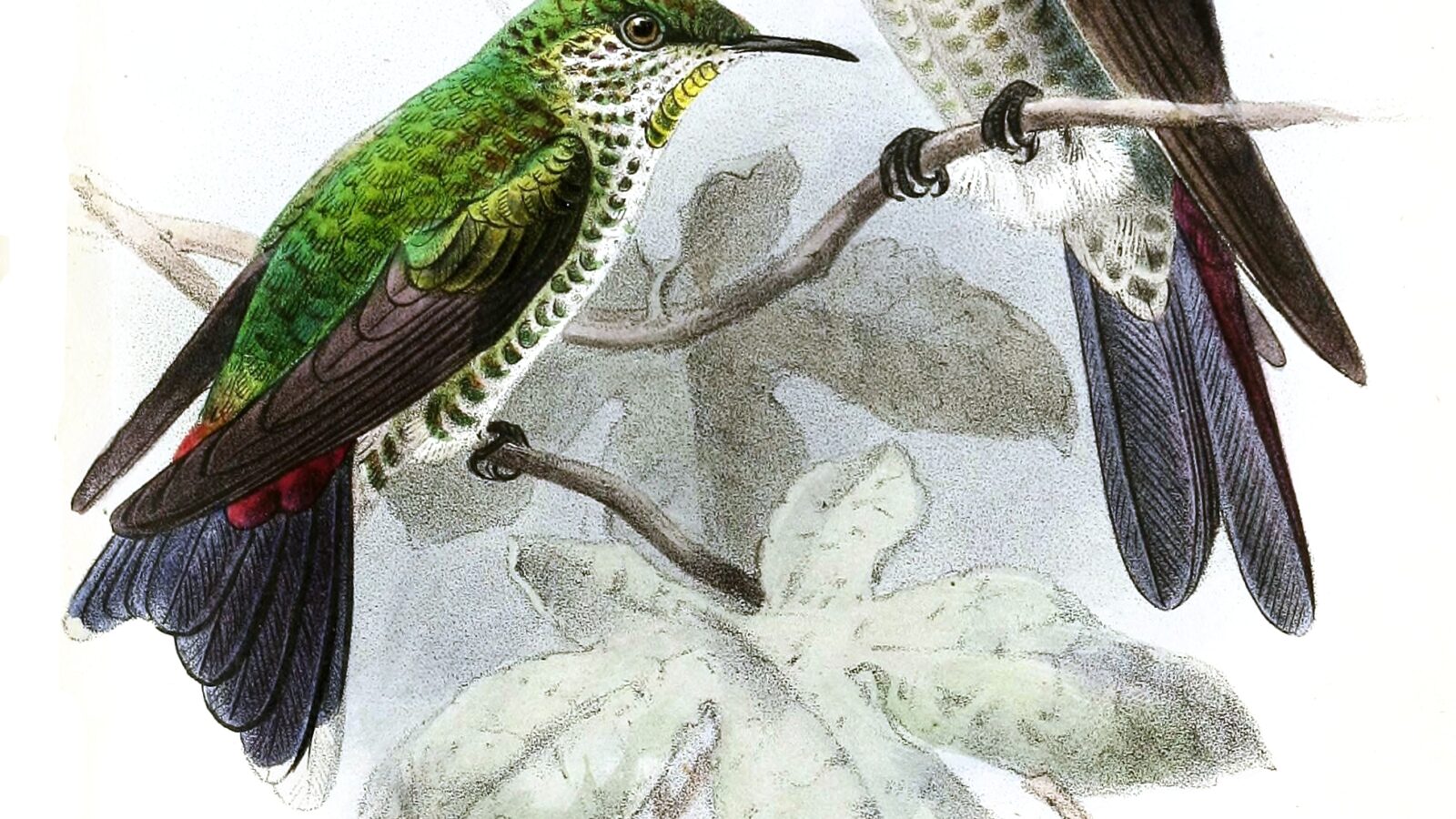 Black-backed Thornbill