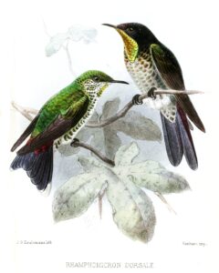 Black-backed Thornbill