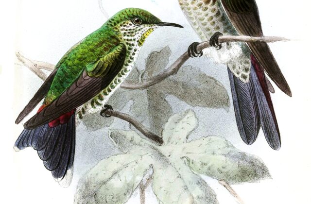 Black-backed Thornbill