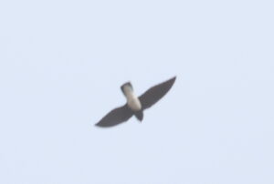 Sabine’s Spinetail