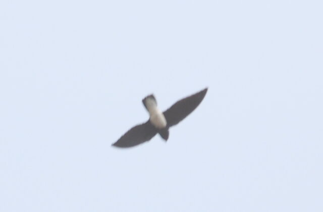 Sabine’s Spinetail