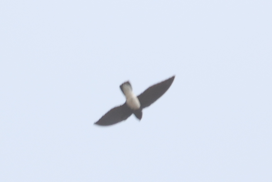 Sabine’s Spinetail