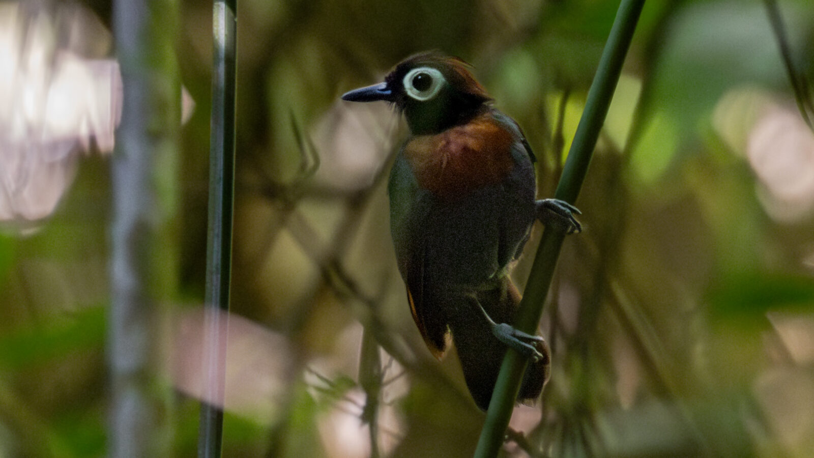 Harlequin Antbird