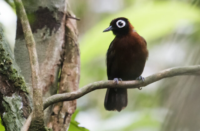 Chestnut-crested Antbird