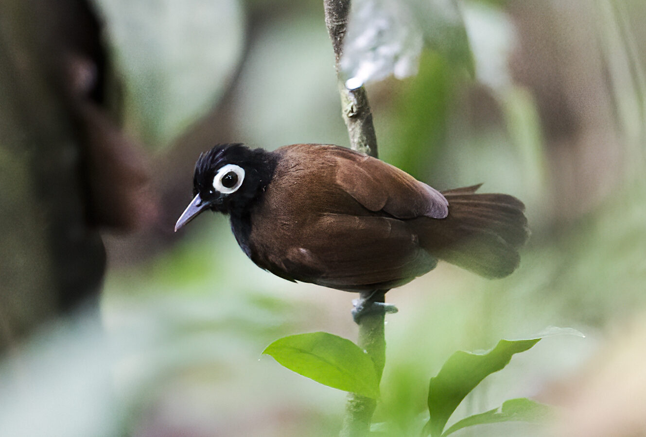 Bare-eyed Antbird