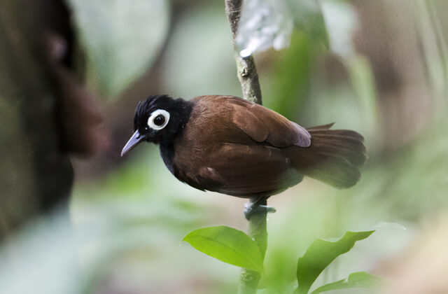 Bare-eyed Antbird