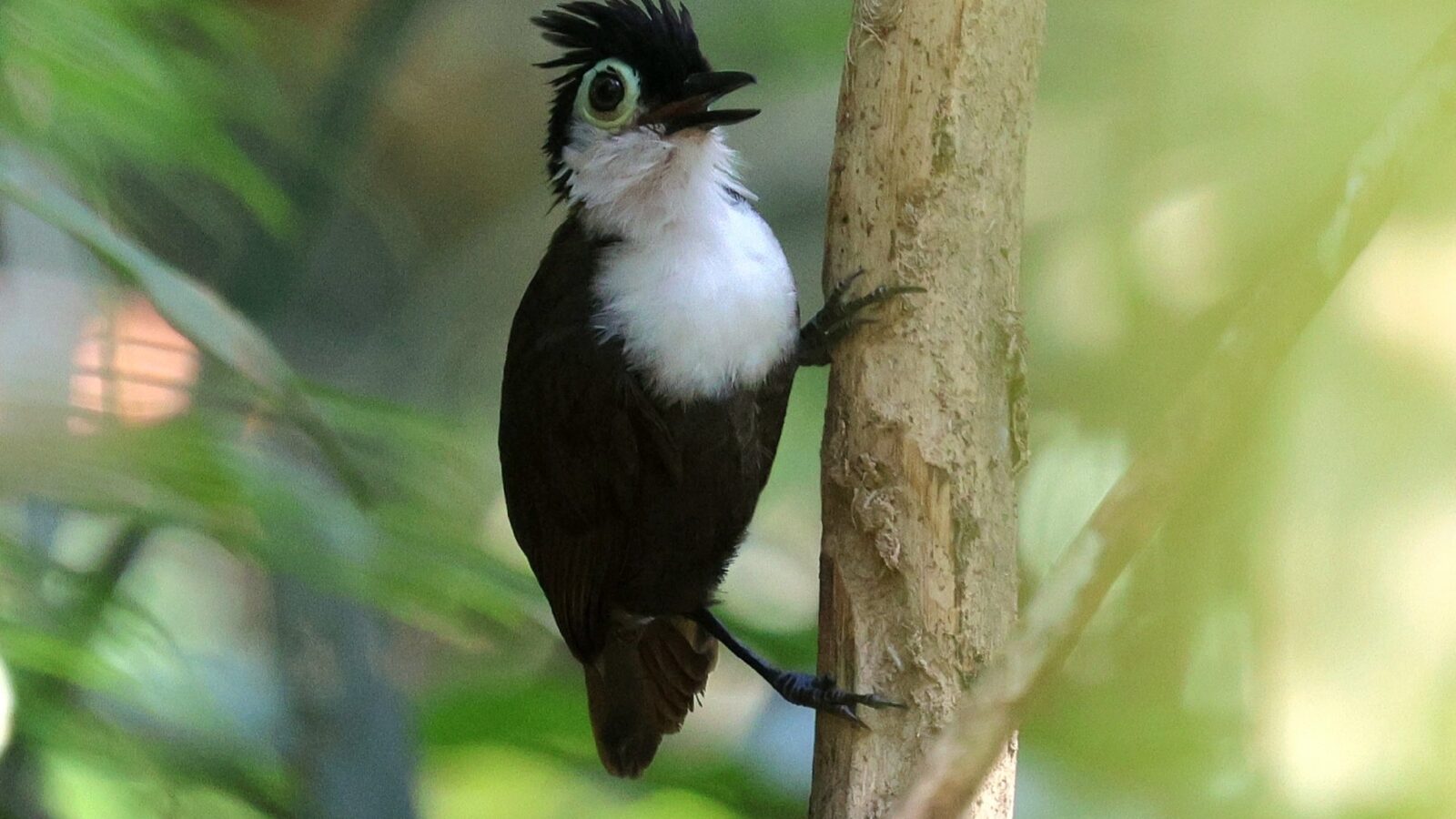 White-breasted Antbird