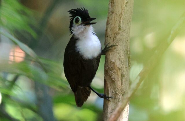 White-breasted Antbird