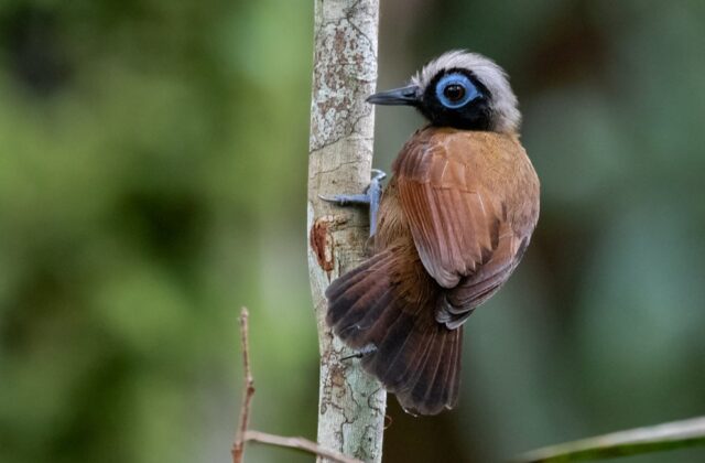 Hairy-crested Antbird