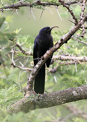 Abyssinian Scimitarbill