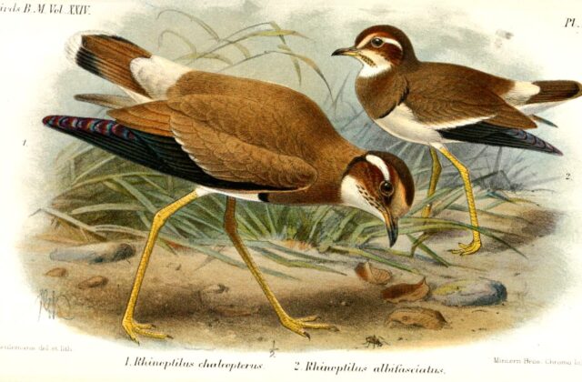 Bronze-winged Courser