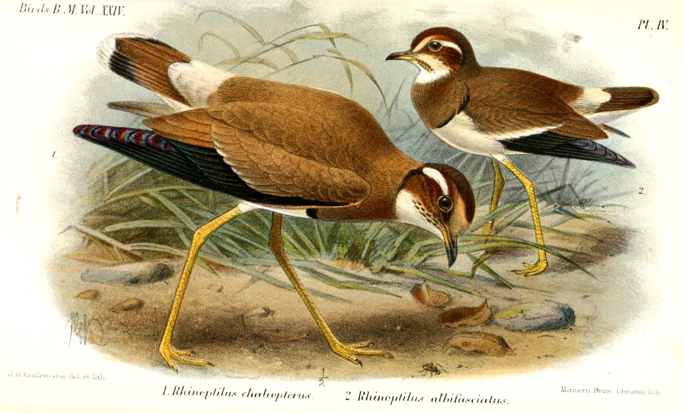 Bronze-winged Courser