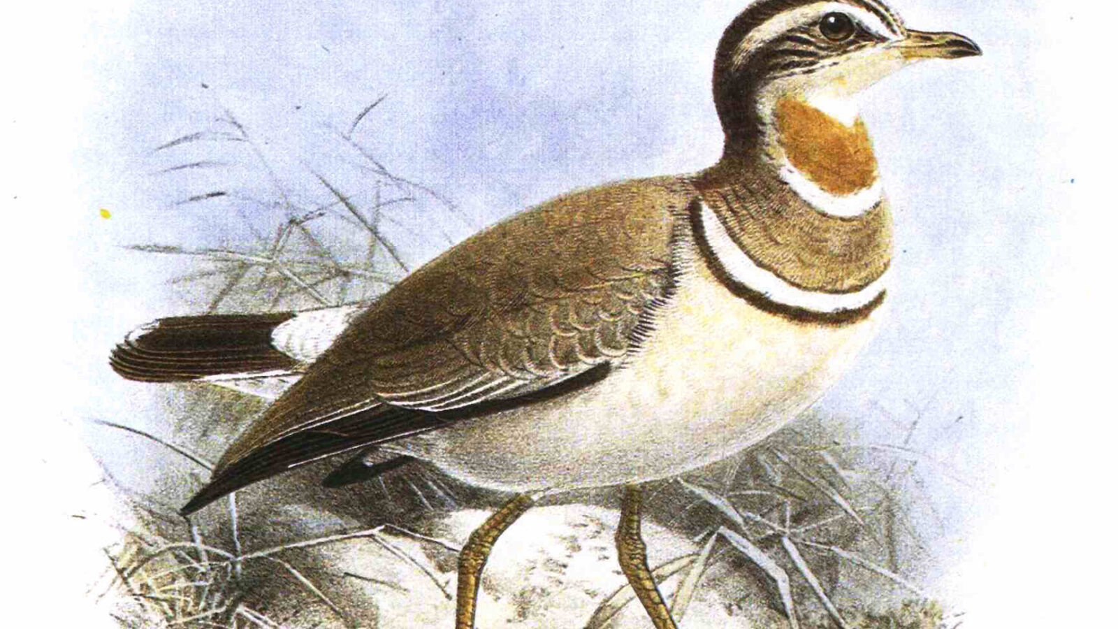 Jerdon’s Courser