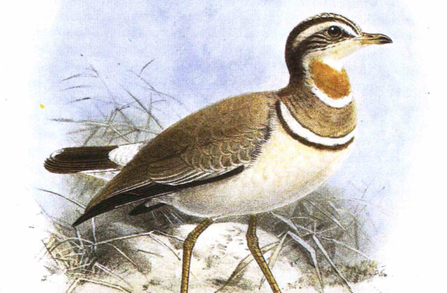Jerdon’s Courser