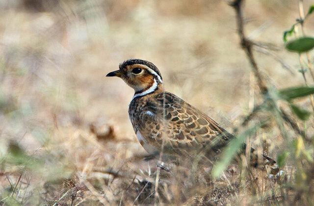 Three-banded Courser