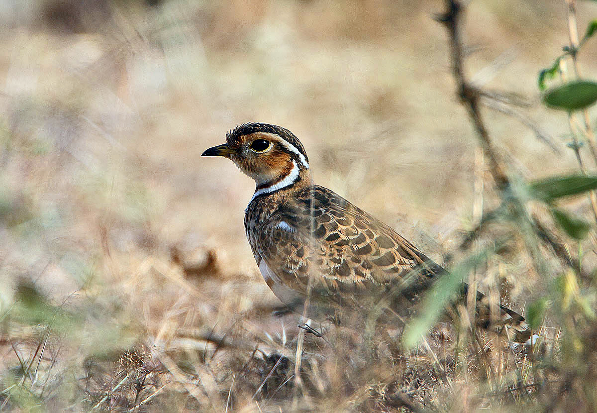 Three-banded Courser