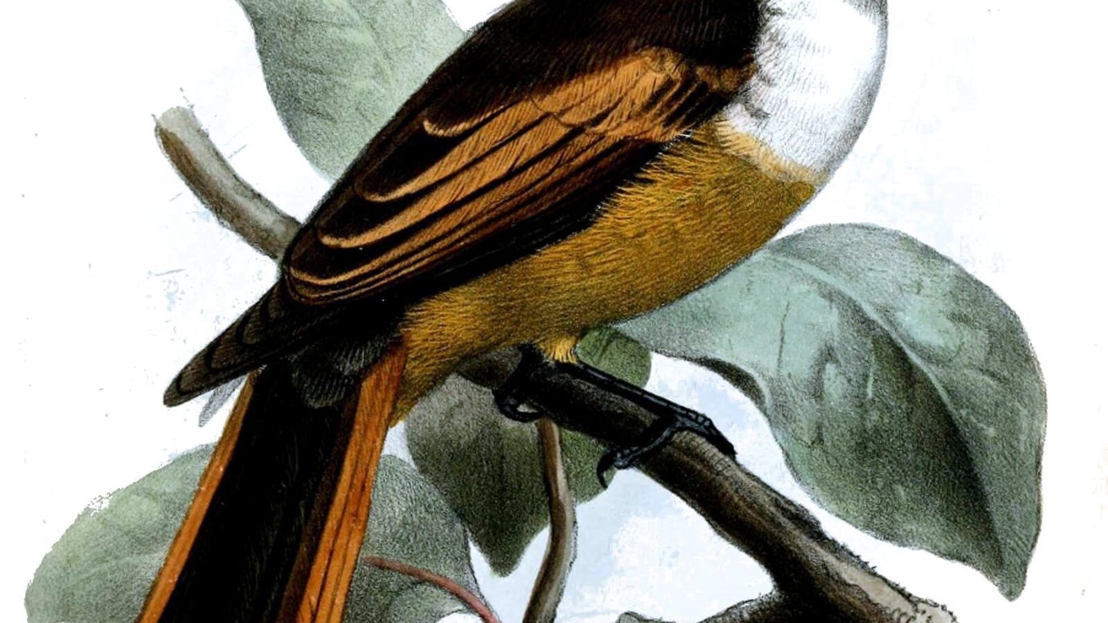 Cinnamon-tailed Fantail