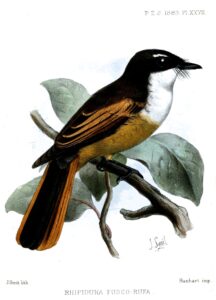 Cinnamon-tailed Fantail