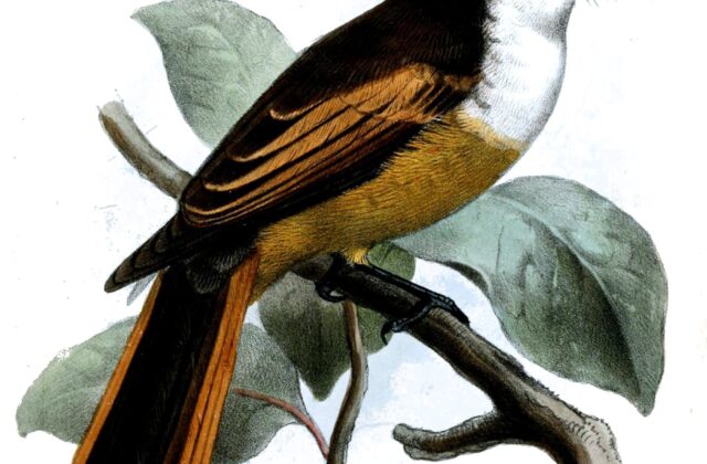 Cinnamon-tailed Fantail