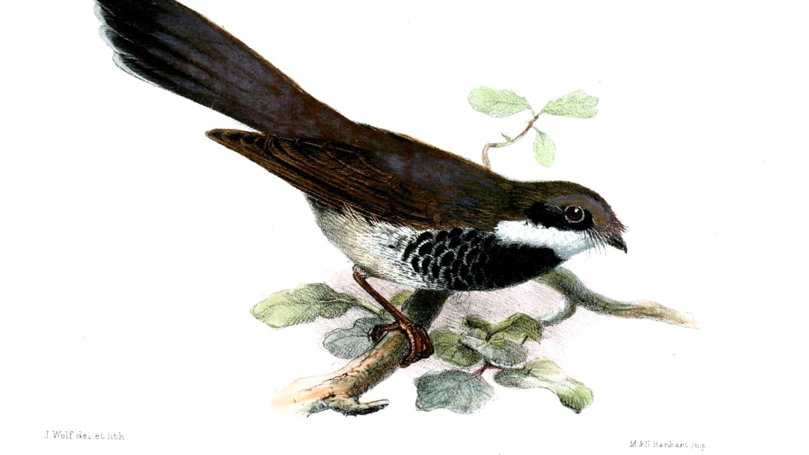 Gilolo Fantail
