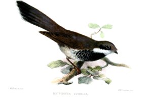 Gilolo Fantail