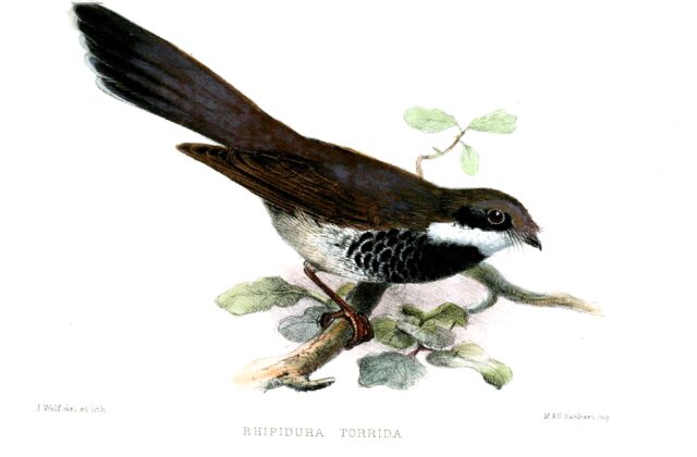 Gilolo Fantail