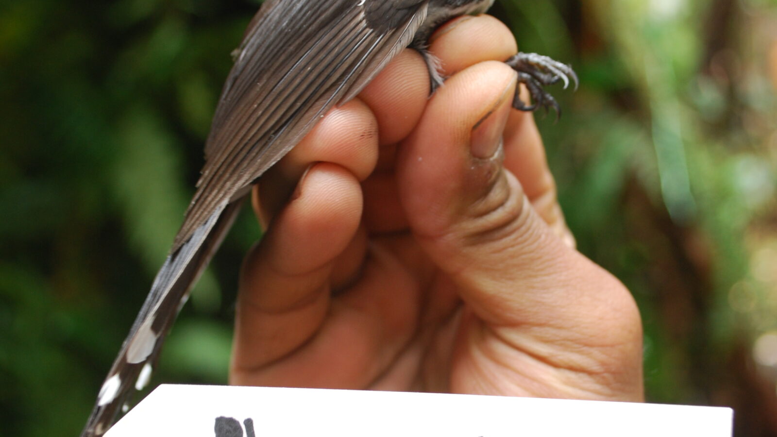 Friendly Fantail