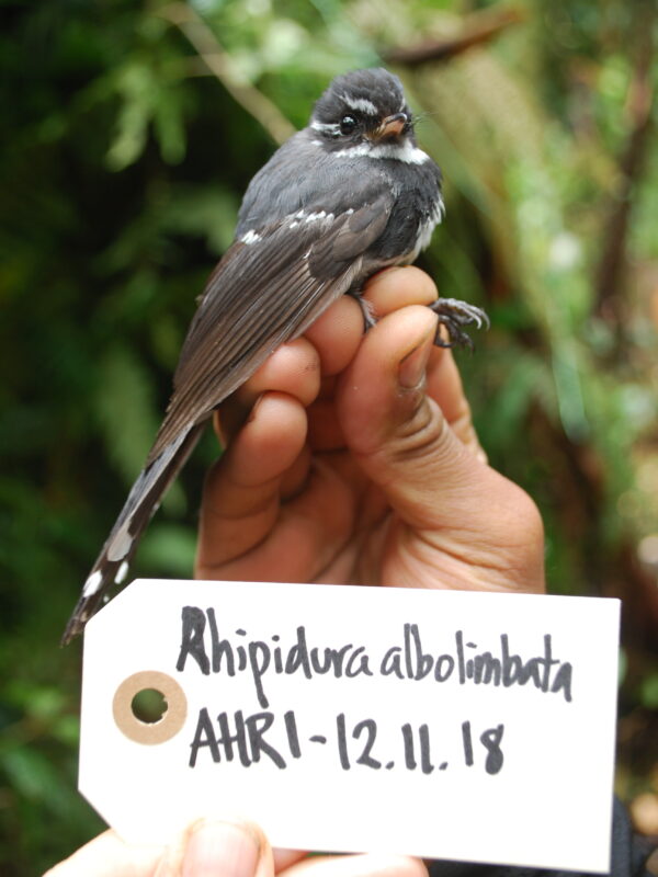 Friendly Fantail