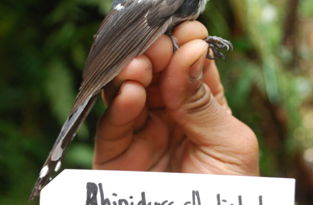 Friendly Fantail