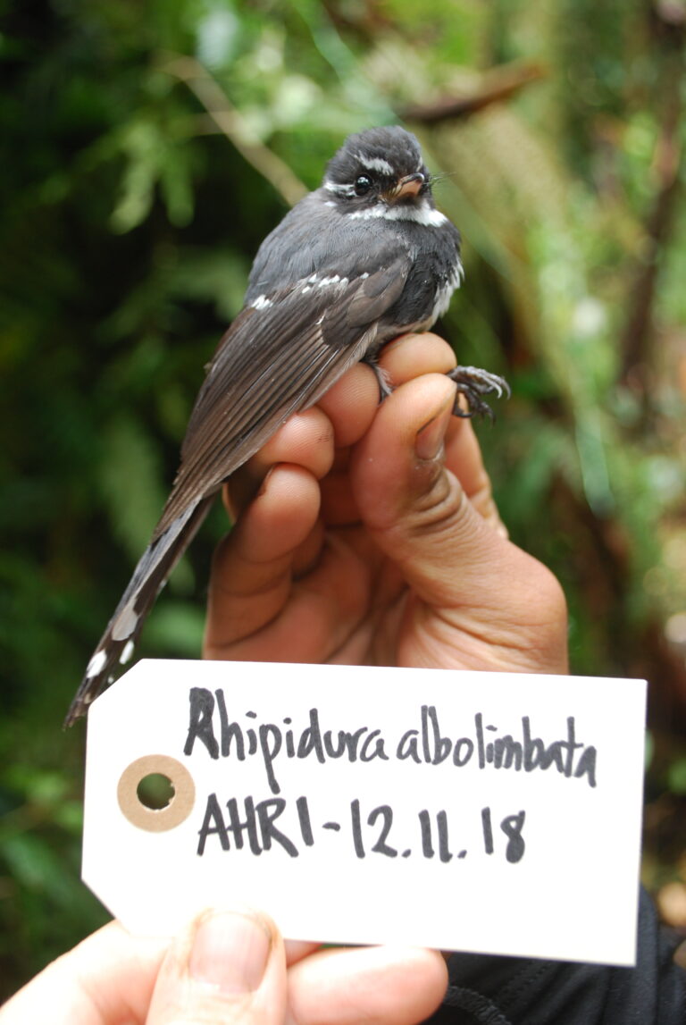 Friendly Fantail