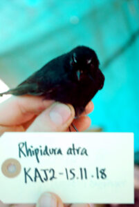 Black Fantail