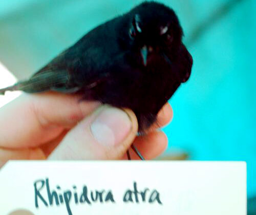 Black Fantail