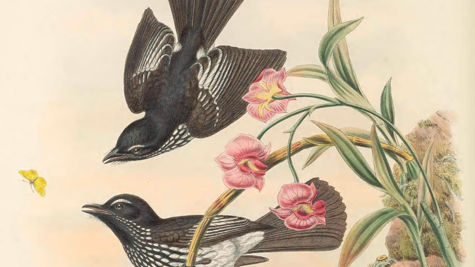 White-winged Fantail